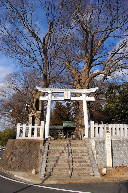 若宮八幡宮のケヤキ
