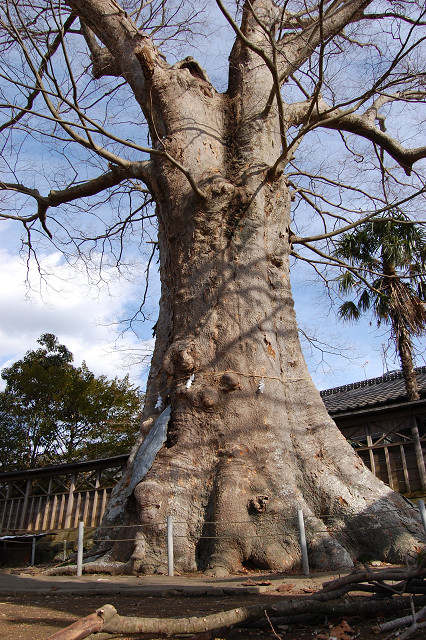 若宮八幡宮のケヤキ