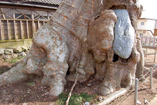 若宮八幡宮のケヤキ