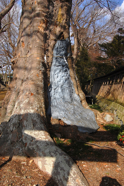 若宮八幡宮のケヤキ