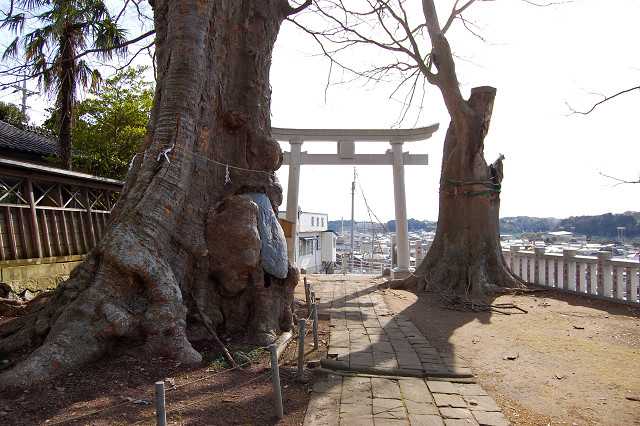 若宮八幡宮のケヤキ