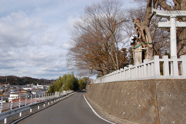 若宮八幡宮のケヤキ