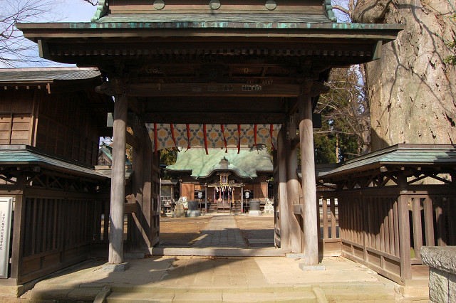 若宮八幡宮のケヤキ