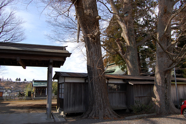 若宮八幡宮のケヤキ