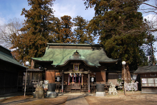 若宮八幡宮のケヤキ