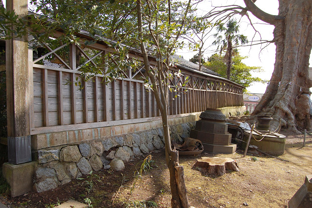 若宮八幡宮のケヤキ