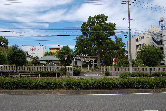 蒲田神社のクスノキ