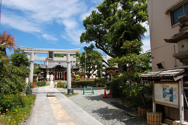 蒲田神社のクスノキ