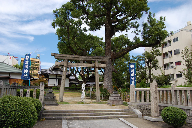 蒲田神社のクスノキ