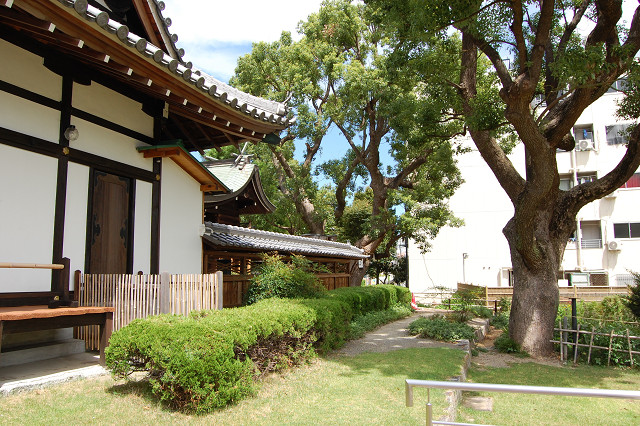 蒲田神社のクスノキ