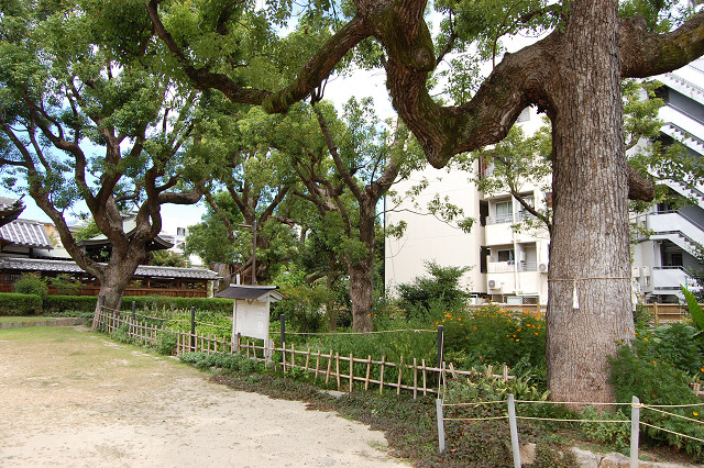 蒲田神社のクスノキ