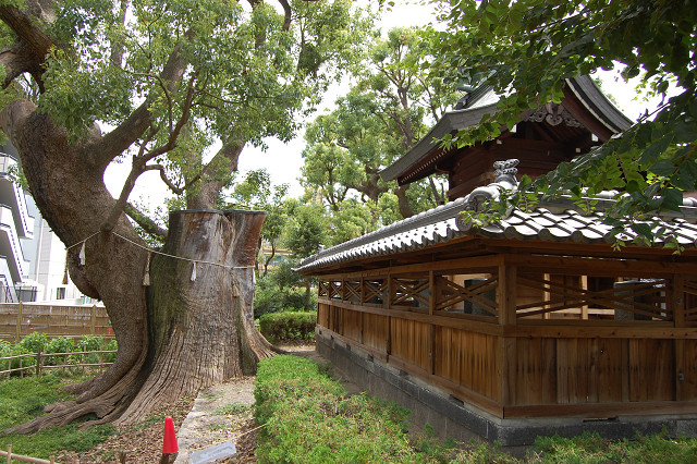 蒲田神社のクスノキ