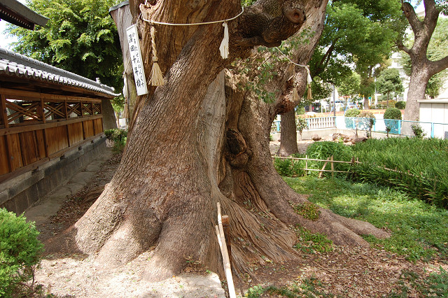 蒲田神社のクスノキ