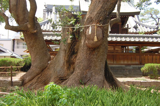 蒲田神社のクスノキ