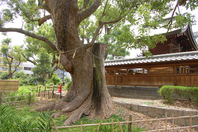 蒲田神社のクスノキ
