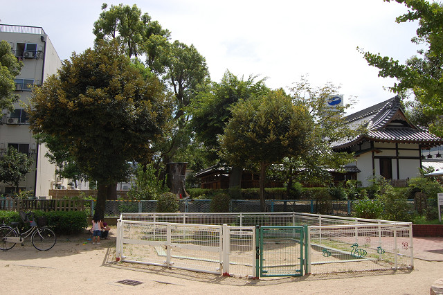 蒲田神社のクスノキ