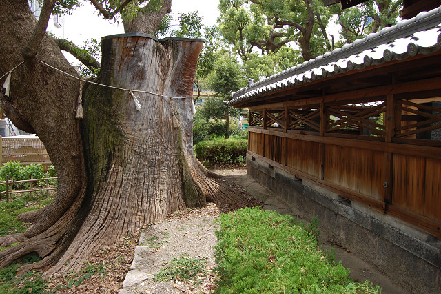 蒲田神社のクスノキ