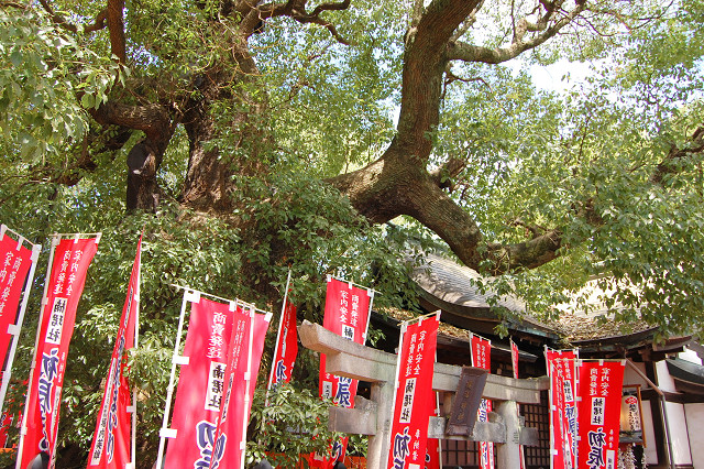 住吉大社のクスノキ