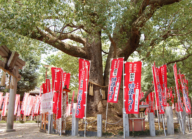 住吉大社のクスノキ