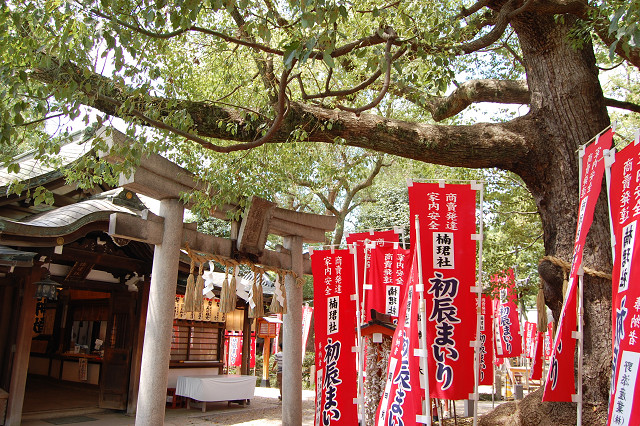 住吉大社のクスノキ