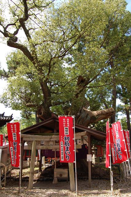住吉大社のクスノキ
