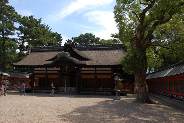 住吉大社のクスノキ