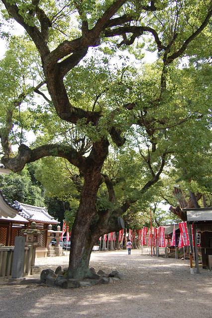 住吉大社のクスノキ