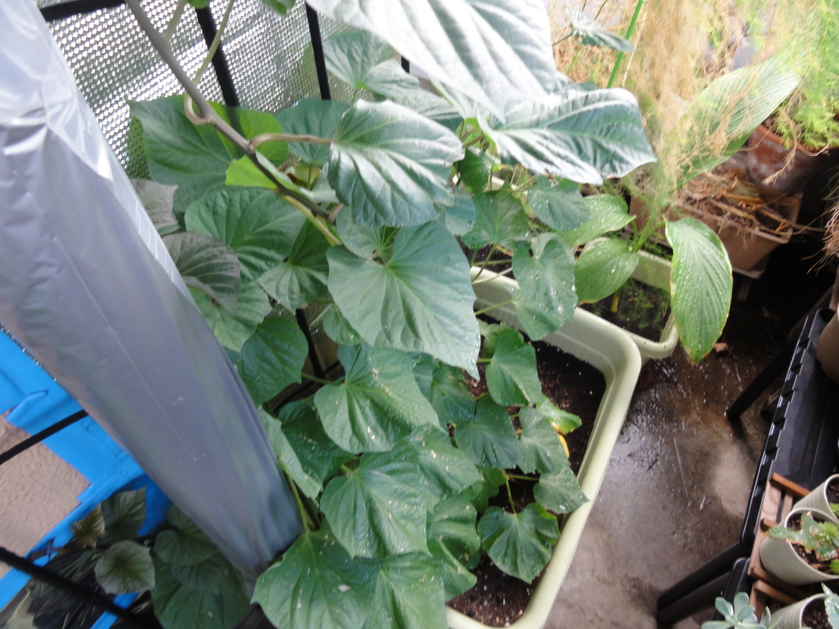 f:id:TAITYOU:20190908181515j:plain f:id:TAITYOU:20190908181515j:plain