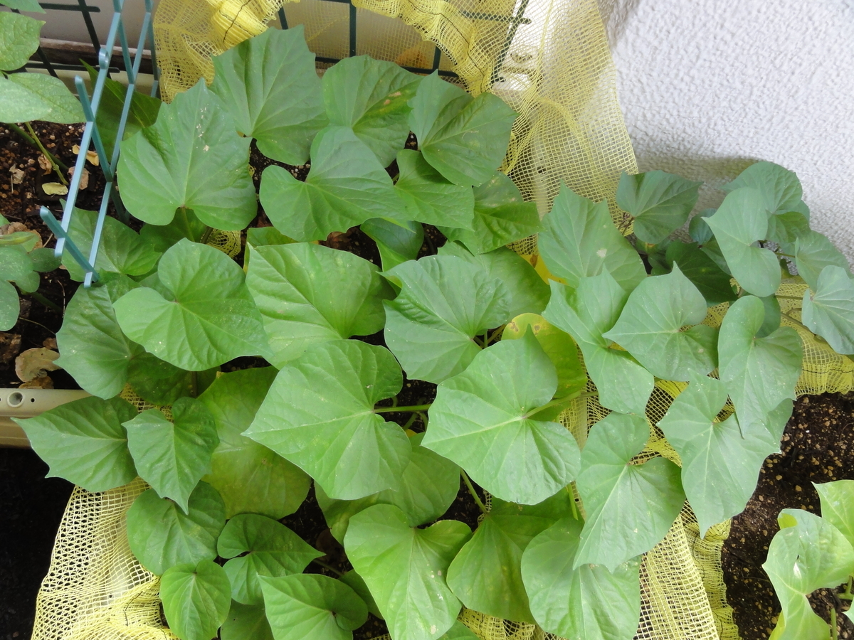 f:id:TAITYOU:20190908182127j:plain f:id:TAITYOU:20190908182127j:plain