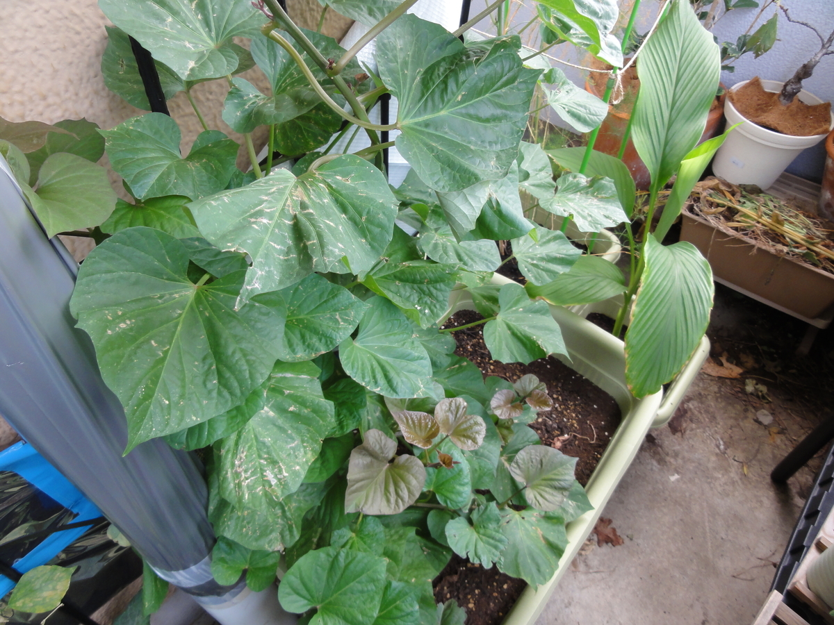 f:id:TAITYOU:20190917172434j:plain f:id:TAITYOU:20190917172434j:plain