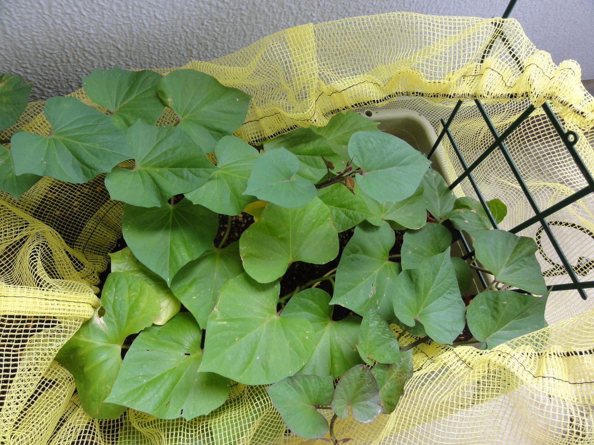 f:id:TAITYOU:20190917173009j:plain f:id:TAITYOU:20190917173009j:plain