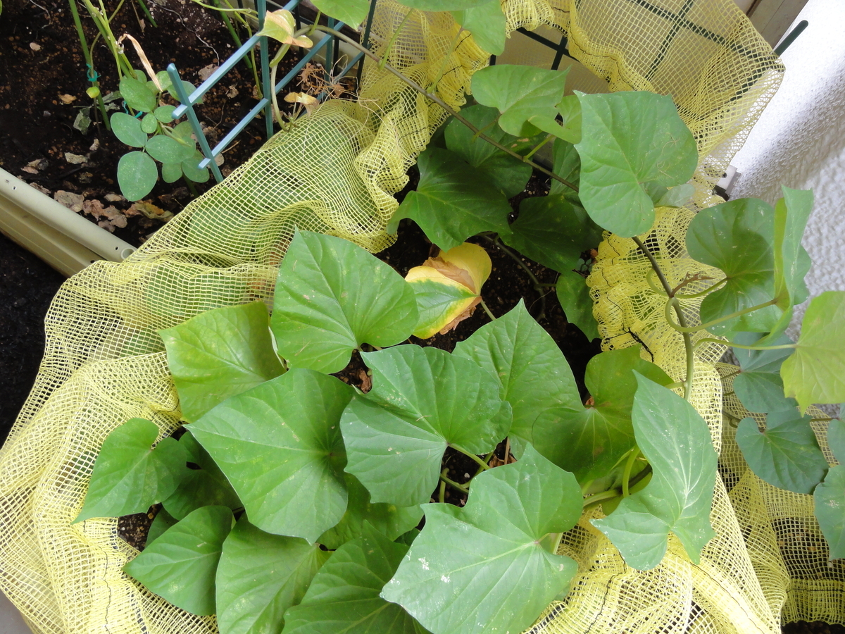 f:id:TAITYOU:20190917173147j:plain f:id:TAITYOU:20190917173147j:plain