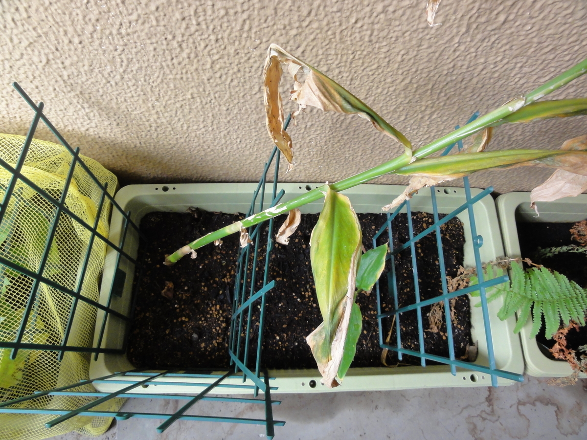 f:id:TAITYOU:20191020205433j:plain f:id:TAITYOU:20191020205433j:plain