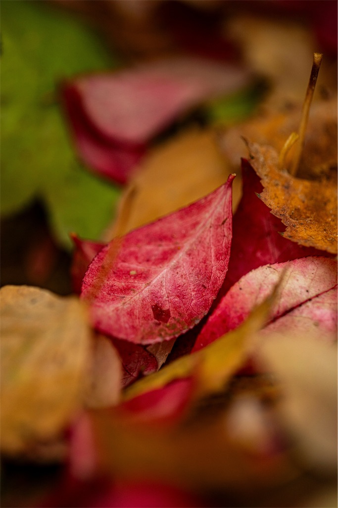 f:id:TAKA4612:20241208010418j:image