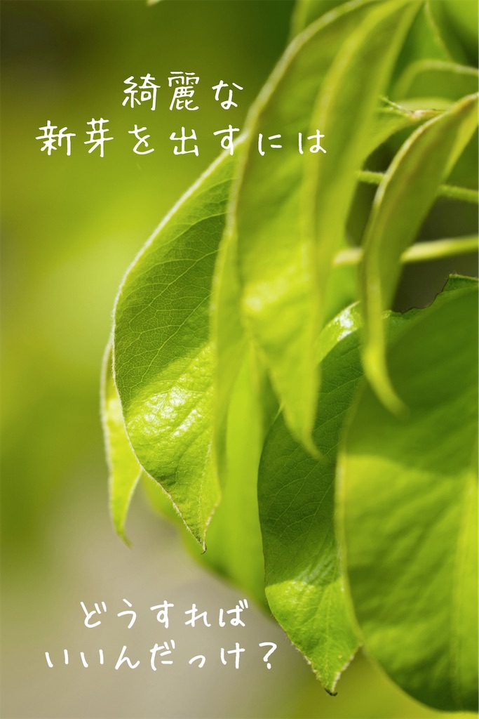 f:id:TAKA4612:20250515023130j:image