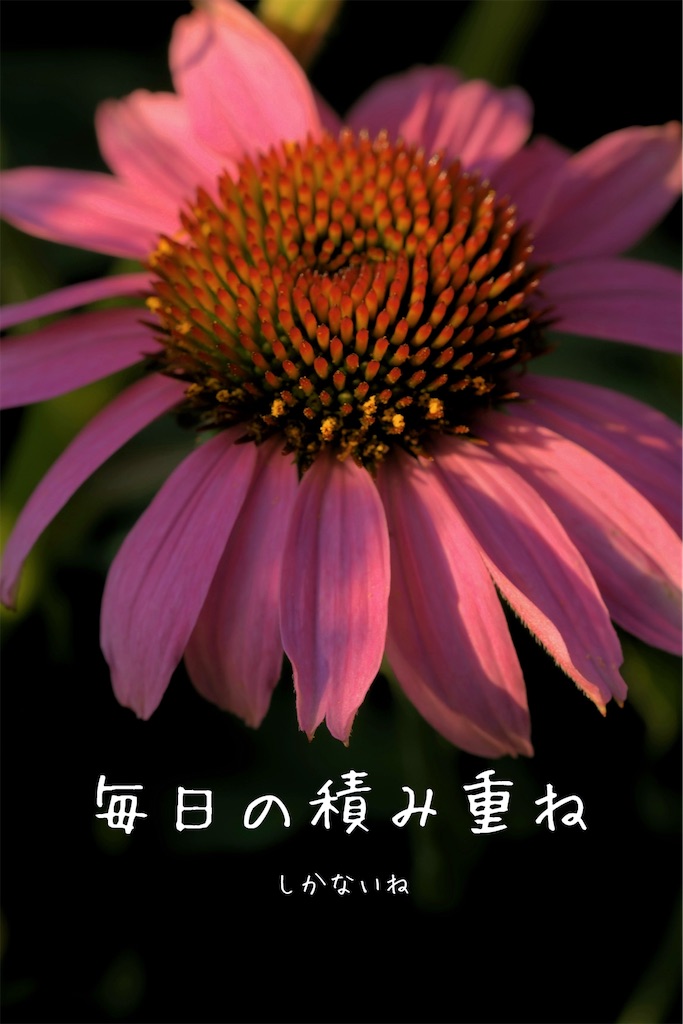 f:id:TAKA4612:20250530063753j:image
