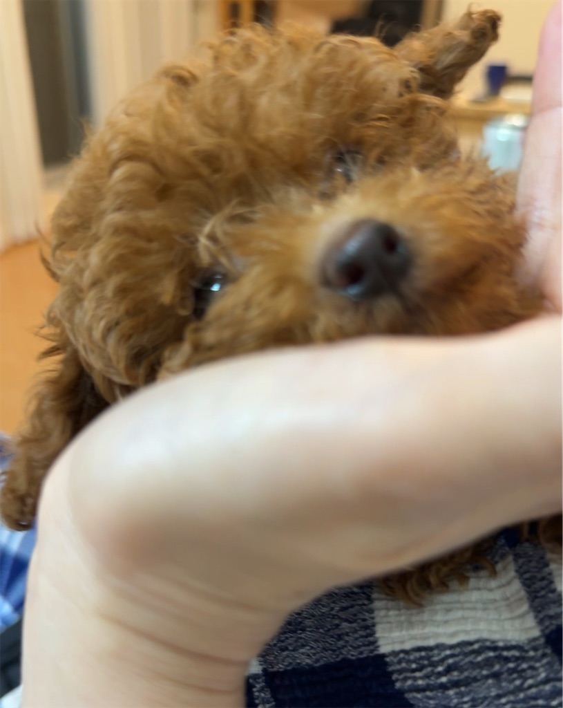 f:id:TAKA4612:20250606002546j:image