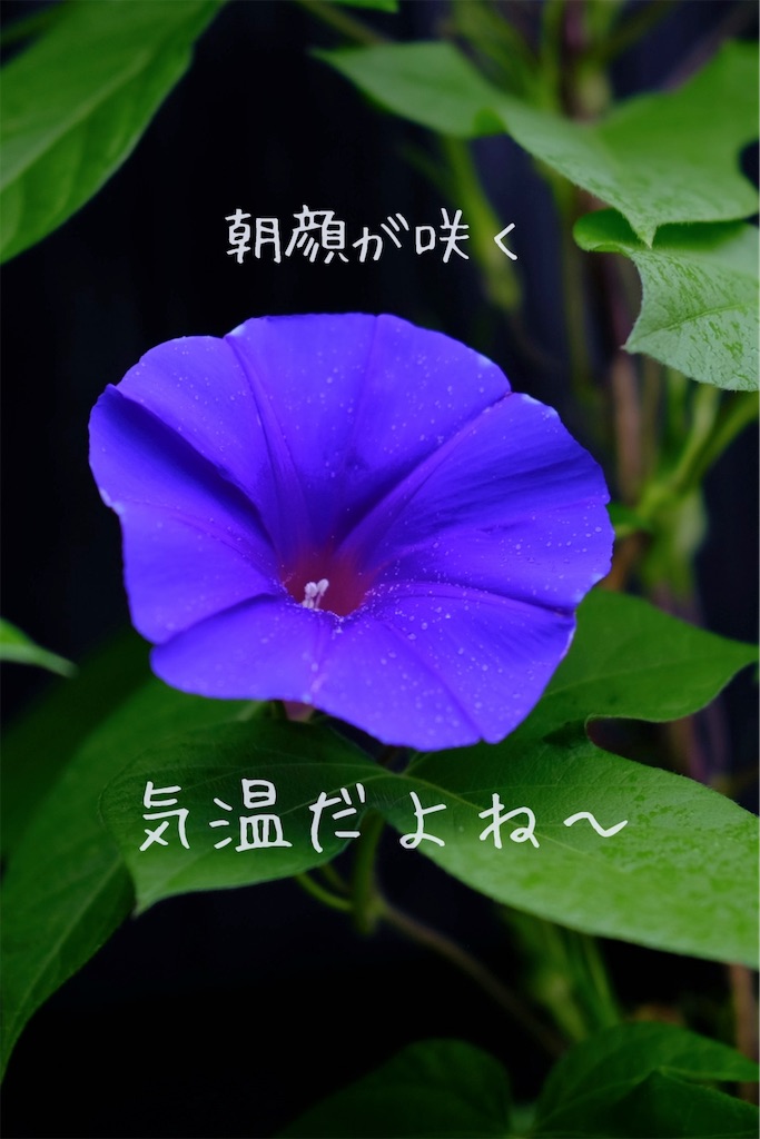 f:id:TAKA4612:20250628002645j:image