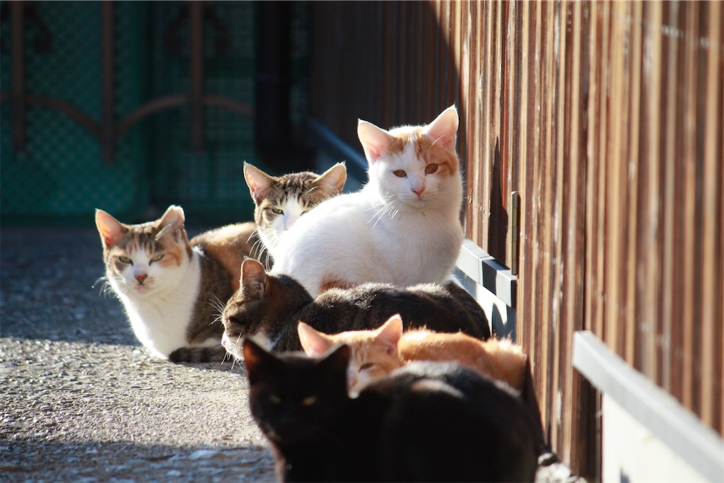 f:id:TAKA4612:20250807005447j:image