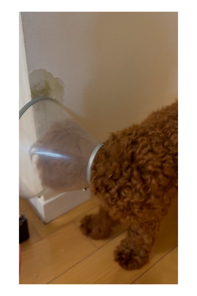 f:id:TAKA4612:20250813234129j:image