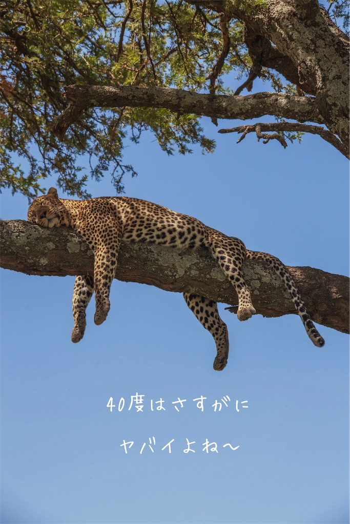 f:id:TAKA4612:20260721002650j:image f:id:TAKA4612:20260721002650j:image