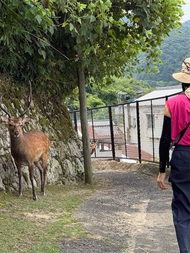 f:id:TAKA4612:20260729210344j:image f:id:TAKA4612:20260729210344j:image