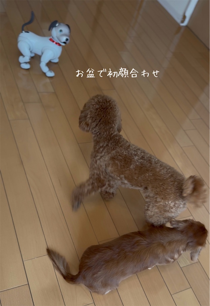 f:id:TAKA4612:20260815232854j:image f:id:TAKA4612:20260815232854j:image