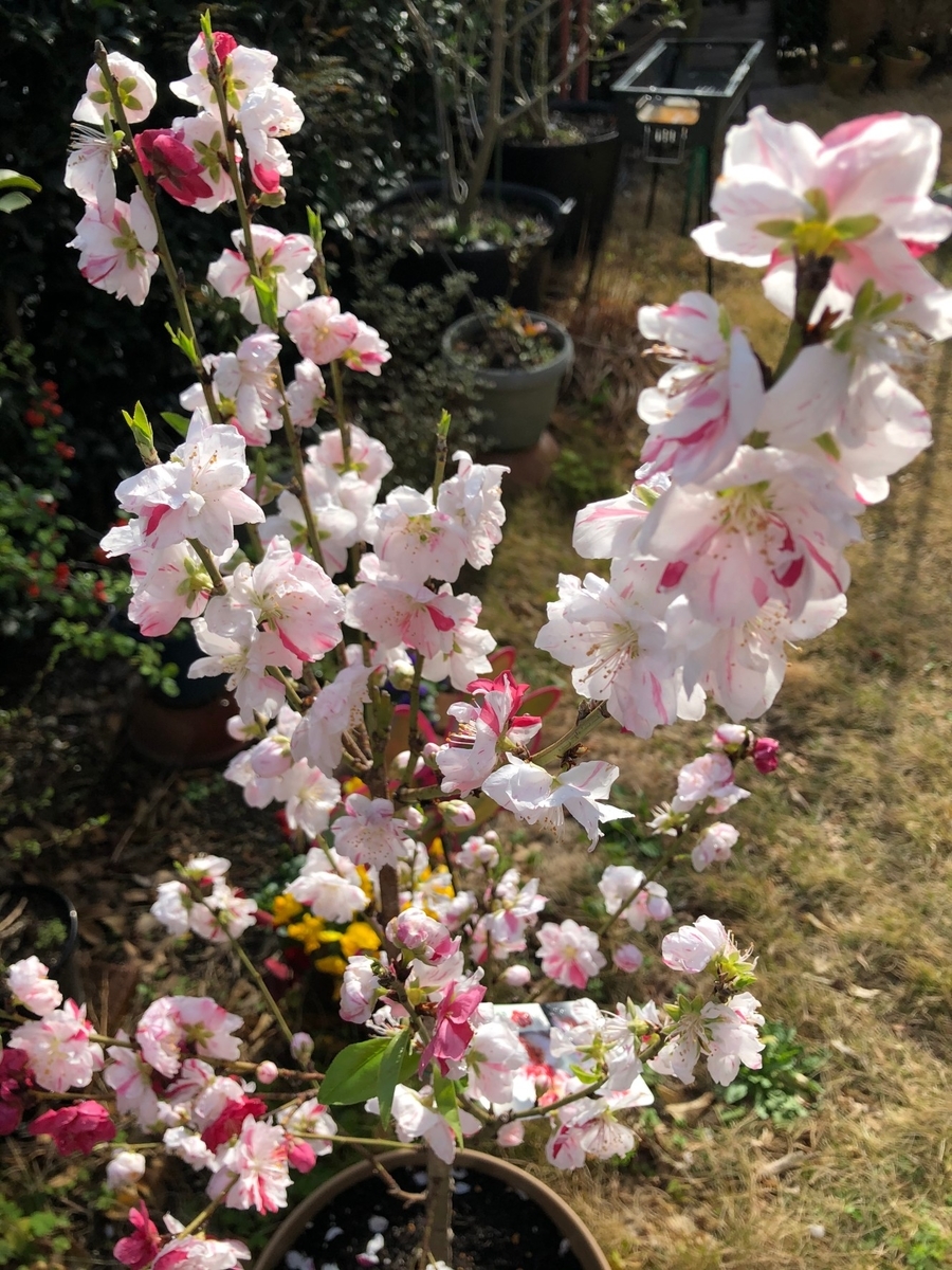 f:id:TAKAMARI:20210317144237j:plain