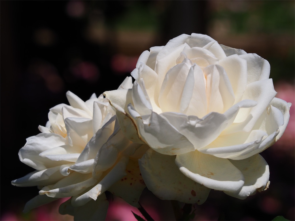 f:id:TAKAMISAWA:20230525162512j:image