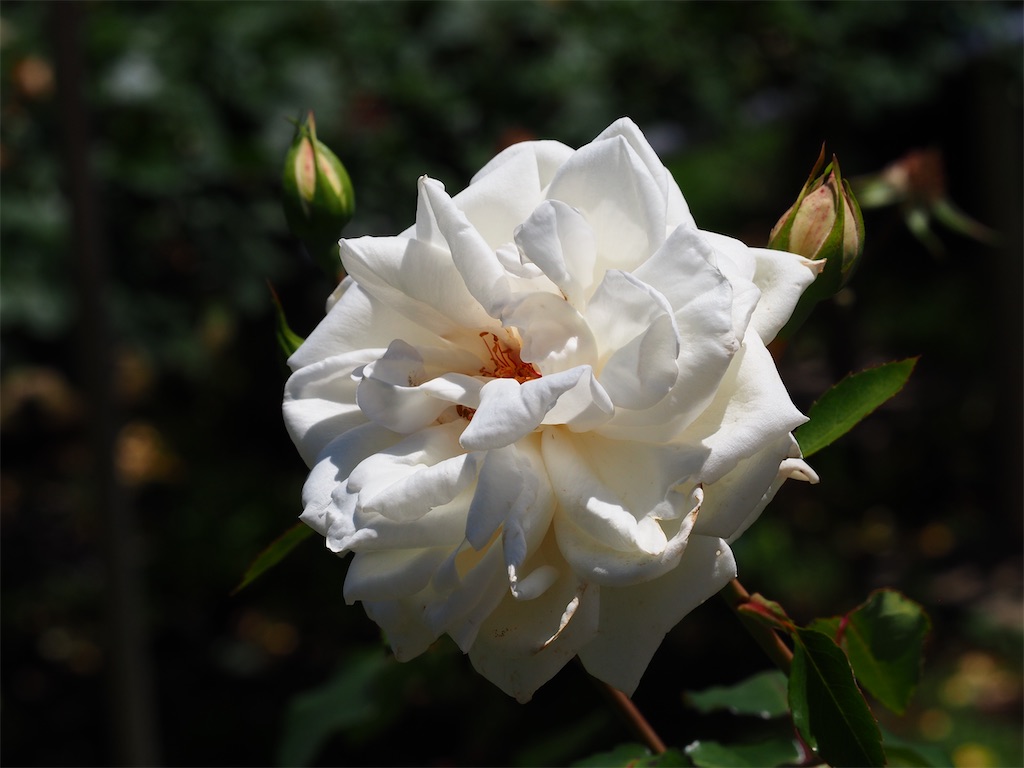 f:id:TAKAMISAWA:20230525162530j:image