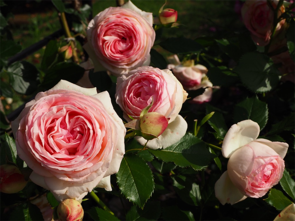 f:id:TAKAMISAWA:20230525162837j:image