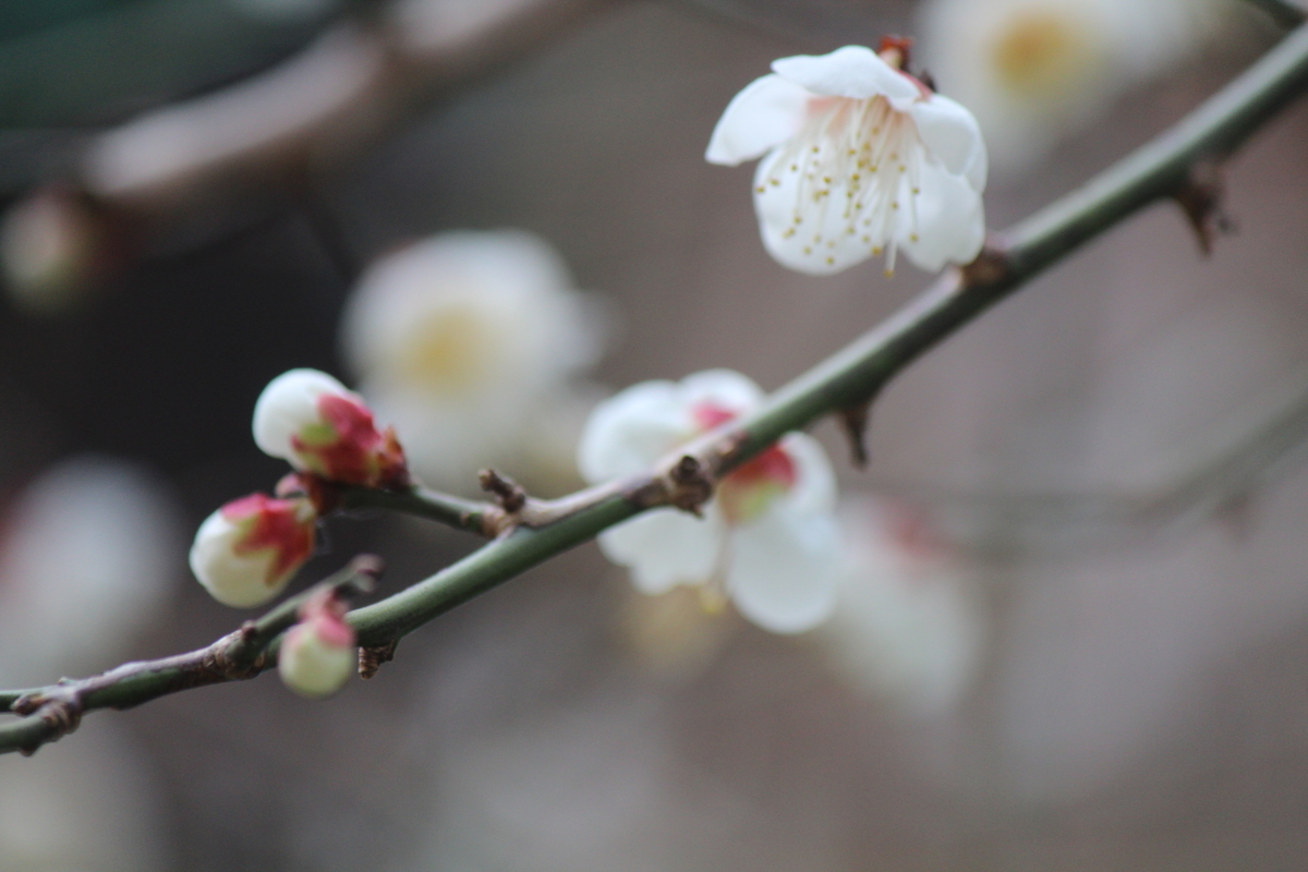 f:id:TAKAOKIYOMI:20200131192248j:plain f:id:TAKAOKIYOMI:20200131192248j:plain