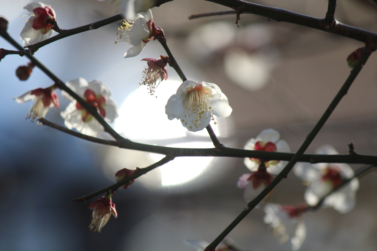 f:id:TAKAOKIYOMI:20200131192423j:plain f:id:TAKAOKIYOMI:20200131192423j:plain