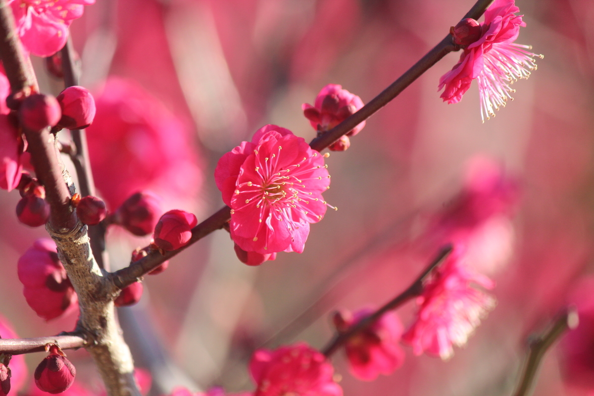 f:id:TAKAOKIYOMI:20200131192501j:plain f:id:TAKAOKIYOMI:20200131192501j:plain